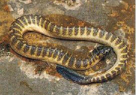 Hardwicke's Sea Snake