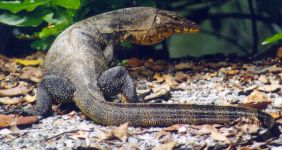 monitor lizard